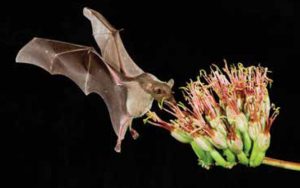 A flying bat is nosed up to a plant blossom against a black background