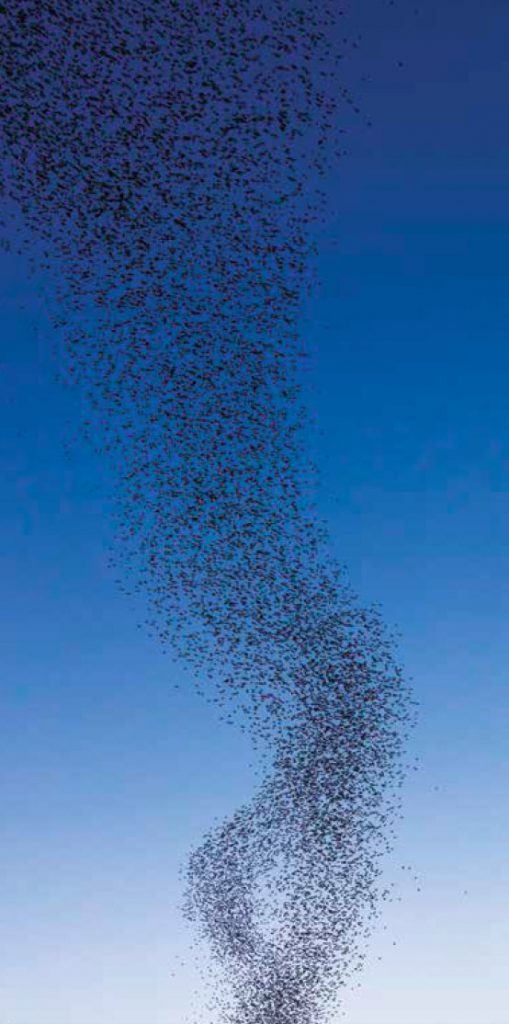 Cloud of bats spiraling into the sky
