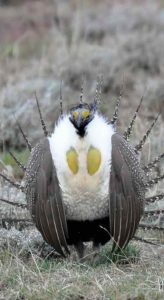 Sage grouse standing in grass and sagebrush