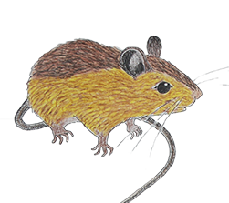 Preble’s Meadow Jumping Mouse