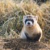 A black footed ferret sits on the edge of its burrow in grass.