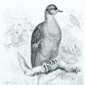 Line drawing of an extinct passenger pigeon