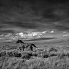 Wild horse running in grassy field. Photo by Eric Krszjzaniek.