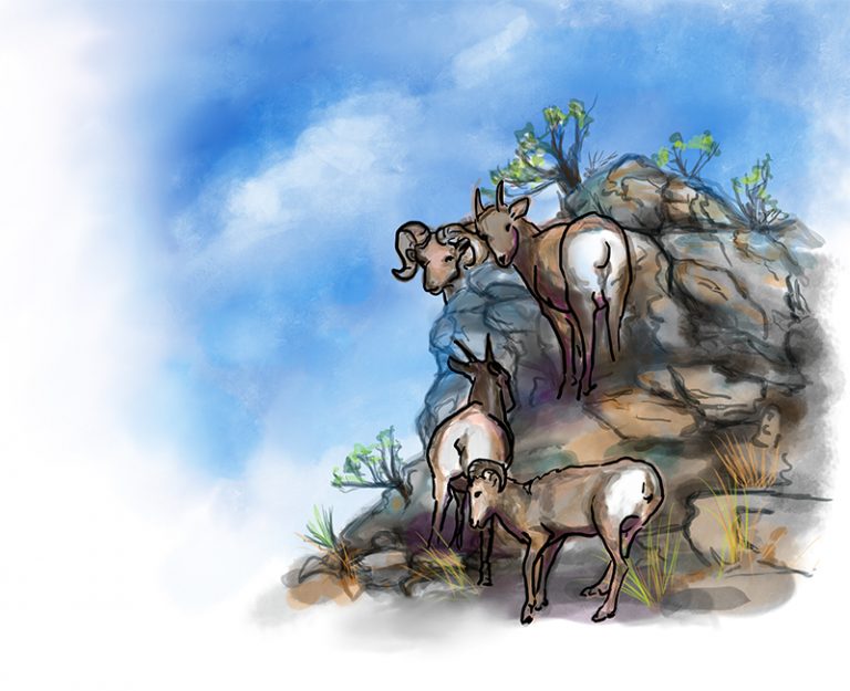sheep on rocks