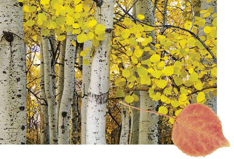 Aspen trees with aspen leaf in foreground