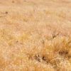 Cheatgrass in the American West.