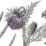 Weeds illustration