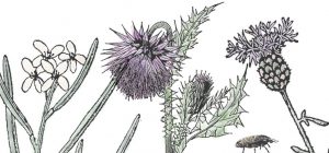 Weeds illustration