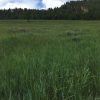 Ventenata in grass field