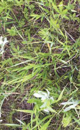 Grass close-up photo