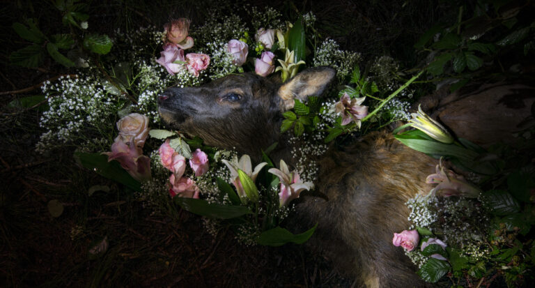 Photo of roadkilled elk lying in bouquet of flowers.