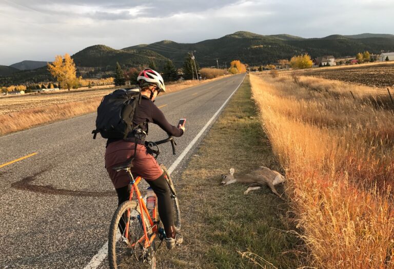 Bicyclist photographs a roadkill deer on a smartphone. Photo credit: Adventure Scientists