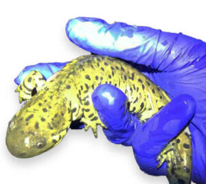 a hand holding a salamander