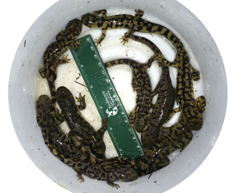 View inside a white bucket with several tiger salamanders and a ruler for scale. Photo credit: Cody Porter