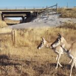 Two pronghorn walk past a highway underpass. Wyoming Migration Initiative