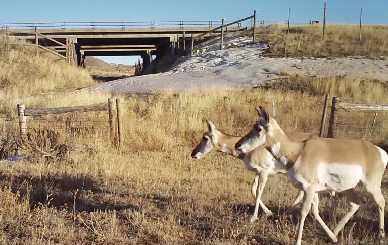Two pronghorn walk past a highway underpass. Wyoming Migration Initiative