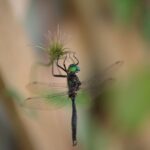 Hine's Emerald Dragonfly clings to a dried plant.
