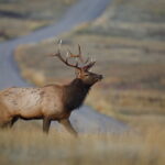 Rocky Mountain Elk in the prairie, with a dirt road in the background