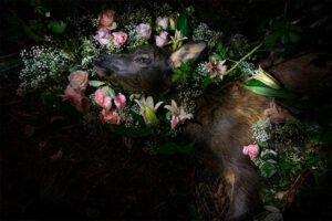 deer laying with flowers around head