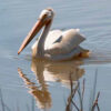 pelican swimming