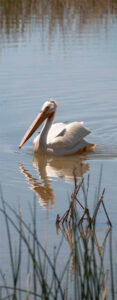 pelican swimming