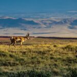 Pronghorn walking through grass with mountains in background.