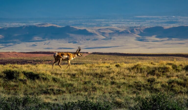 Pronghorn walking through grass with mountains in background.