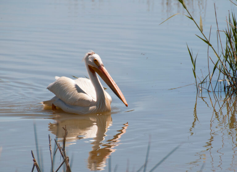Pelican Swimming Utah's Bear River Migratory Bird Refuge