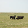 Two cows and a calf on a grassland