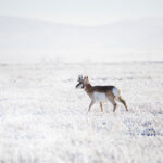 Young pronghorn antelope buck walking on the prairie in wintertime with all the prairie grasses covered in a thick hoar frost. Canyon Ferry, Montana