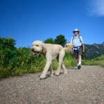 White dog and man walking on a trail.