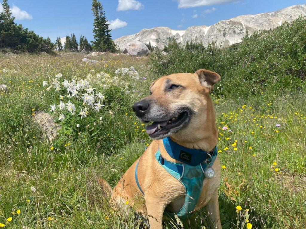 Brown dog in a blue harness sitting amidst wildflowers in the mountains.