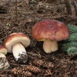 Three reddish-capped mushrooms on a forest floor