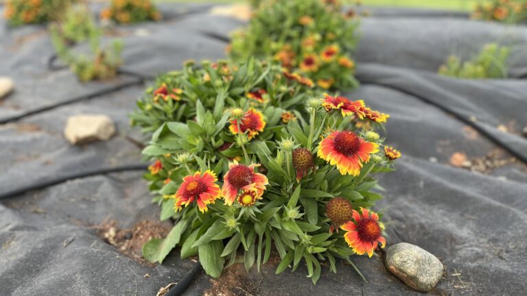 Red and orange blanket flowers blooming through a tarp.