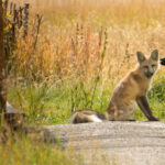 Photo of a red fox sitting on a paved sidewalk near a sprinkler in a campground.