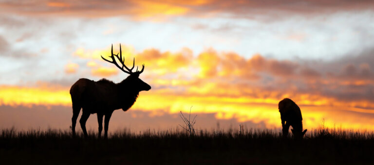 Photo of two elk silhouetted against a sunset.