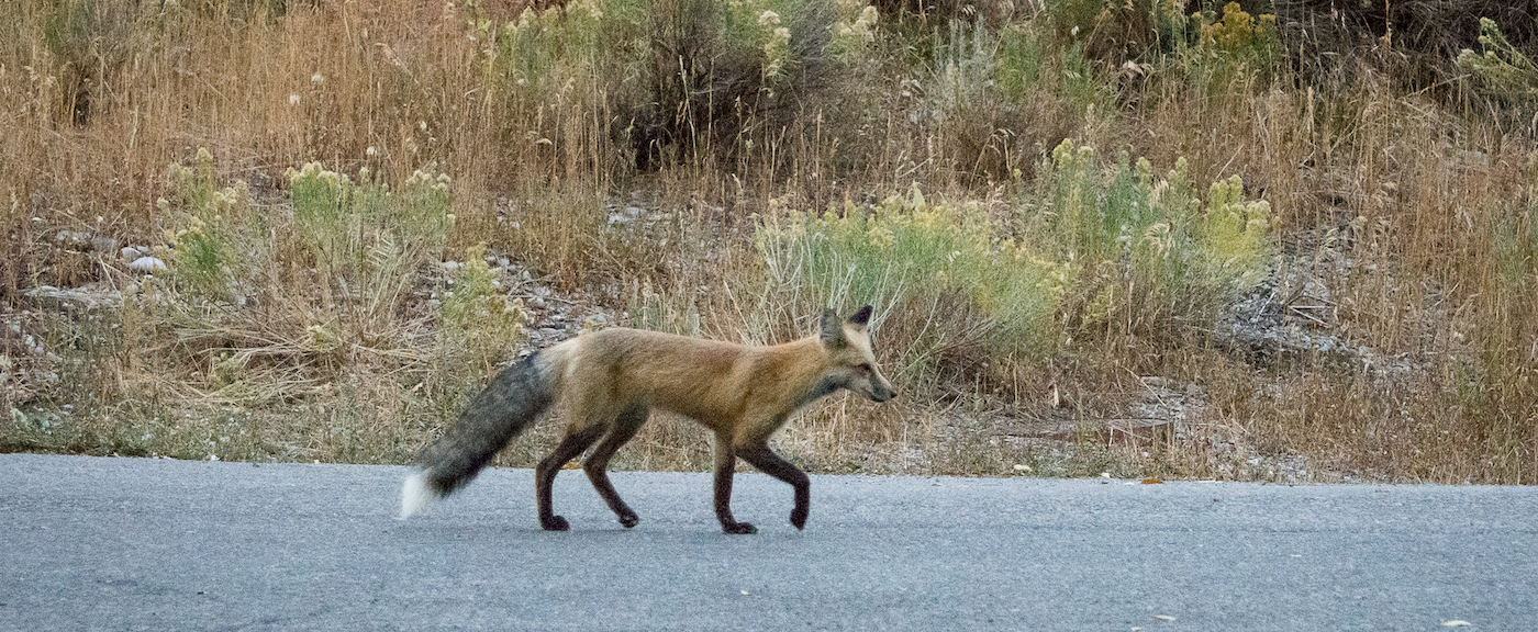 Photo of red fox trotting along paved road.