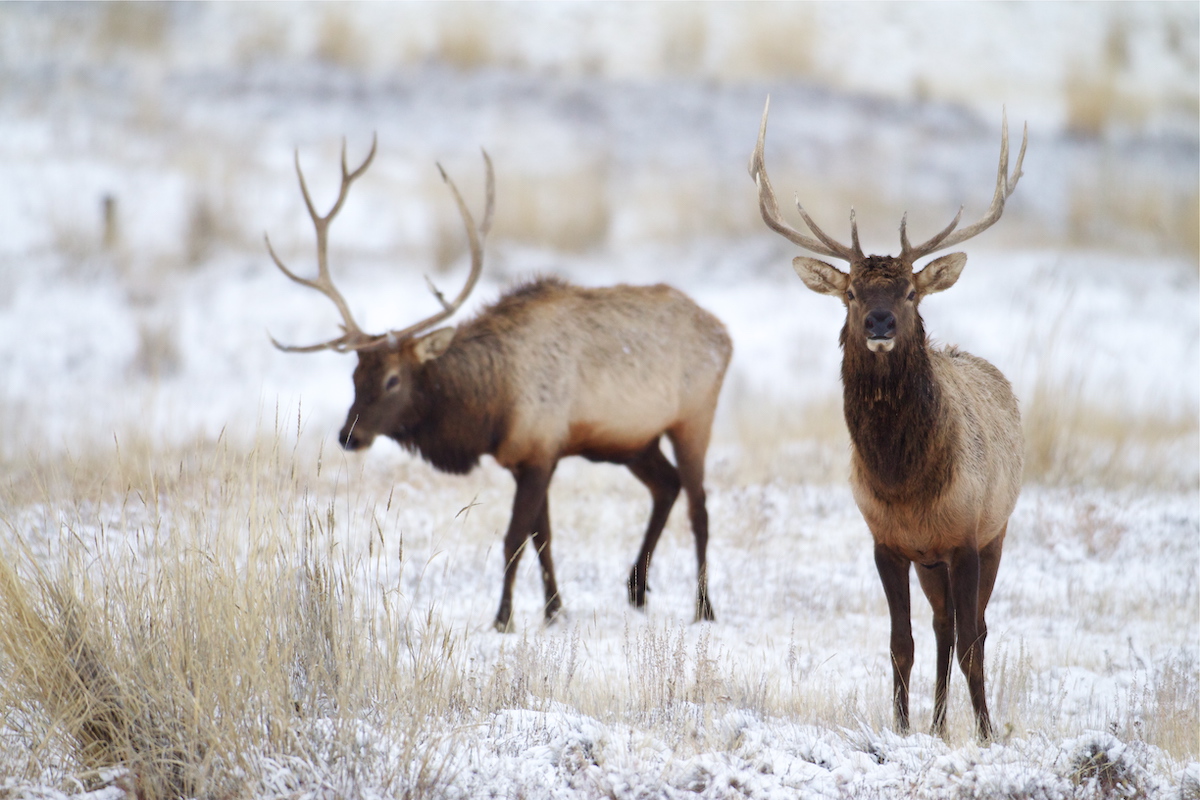 Two bull elk stand in a snowy field.