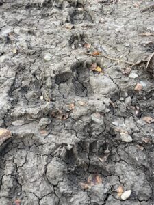 Photo of animal tracks in dried mud.