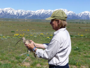 A game and fish biologist holds a bird with a long bill in front of a snowy mountain range. 