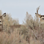 Two mule deer seen looking at the camera through sagebrush.