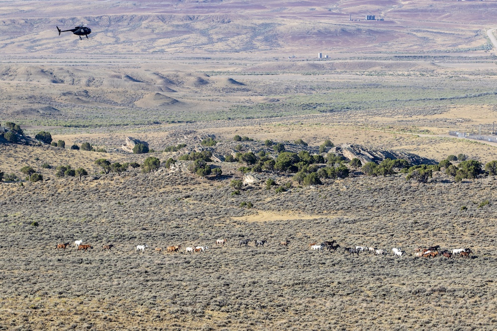 A helicopter flies high overhead as a herd of wild horses runs across the landscape.