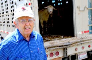 A man in a button up and baseball cap stands in front of a trailer; out of the open back door, a sheep peers out.