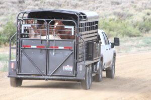 A truck drives away on a dirt road, hauling a trailer of rounded up horses, which peer through the back towards the camera.
