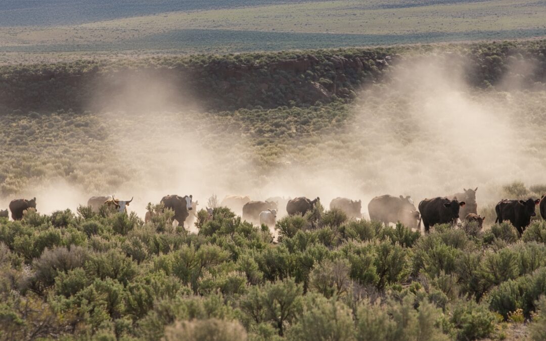 A Century of Managing the Checkerboard