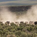 A Century of Managing the Checkerboard