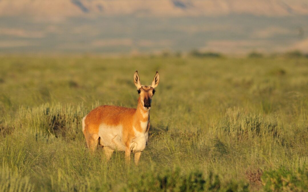 Fragmented Jurisdiction